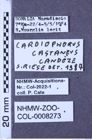 Etiketten zu Cardiophorus castaneus (Candèze, 1878) (NHMW-ZOO-COL-0008273)